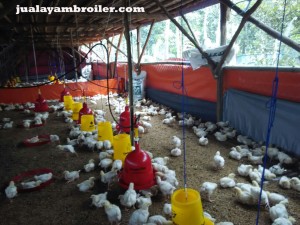 Jual Ayam Broiler Jakarta Selatan