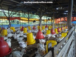Jual Ayam Broiler di Bogor