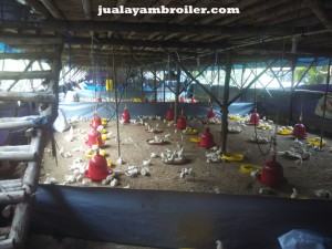 Jual Ayam Broiler di Tangerang