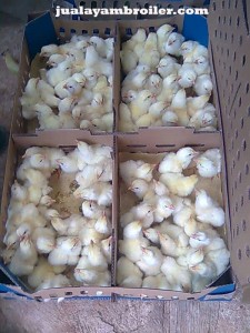 Jual Ayam Broiler di Rawalumbu
