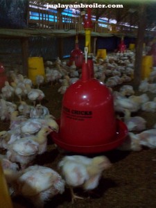 Jual Ayam Broiler Bekasi Jaya