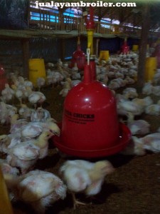 Jual Ayam Broiler di Makasar Jakarta Timur