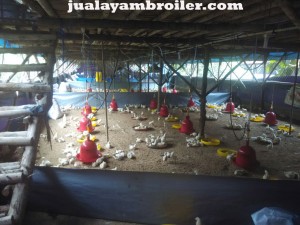 Jual Ayam Broiler di Pinang Ranti Jakarta Timur