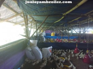 Jual Ayam Broiler Kebon Manggis Jakarta Timur