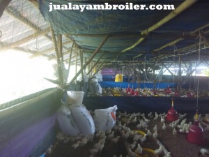 Jual Ayam Broiler di Utan Kayu Jakarta Timur
