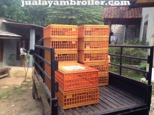 Jual Ayam Broiler Pondok Cabe Tangerang Selatan