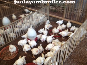 Jual Ayam Broiler di Pondok Cabe Tangerang Selatan