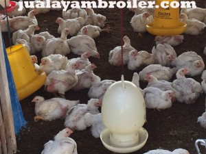 Jual Ayam Broiler Cibinong Bogor