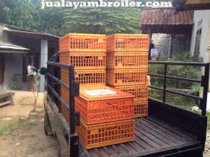 Jual Ayam Broiler di Dramaga Bogor