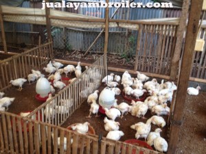 Jual Ayam Broiler di Gunung Putri Bogor