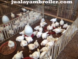 Jual Ayam Broiler Kalibata Jakarta Selatan