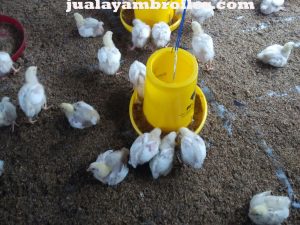 Jual Ayam Broiler Pancoran Jakarta Selatan