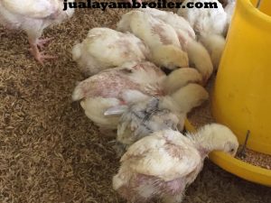 Jual Ayam Broiler di Duren Tiga Jakarta Selatan