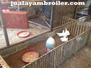 Jual Ayam Broiler di Penggilingan Jakarta Timur