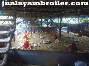 Jual Ayam Broiler di Pondok Kopi Jakarta Timur