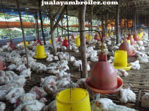 Jual Ayam Karkas di Cipinang Muara Jakarta Timur