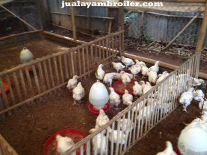 Jual Ayam Karkas di Cipinang Indah Jakarta Timur
