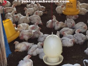 Jual Ayam Karkas Condet Jakarta Timur